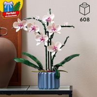 Blühende Fantasie – Orchidee für Faule